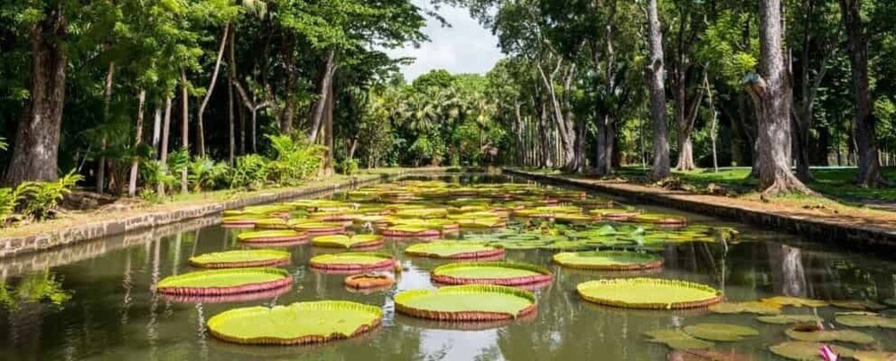 Picture 2 for Activity Port Louis: Mont Choisy, Botanical Garden, and Church Tour