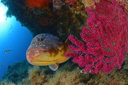 Calvi: clases de buceo con certificado PE12 con instructor