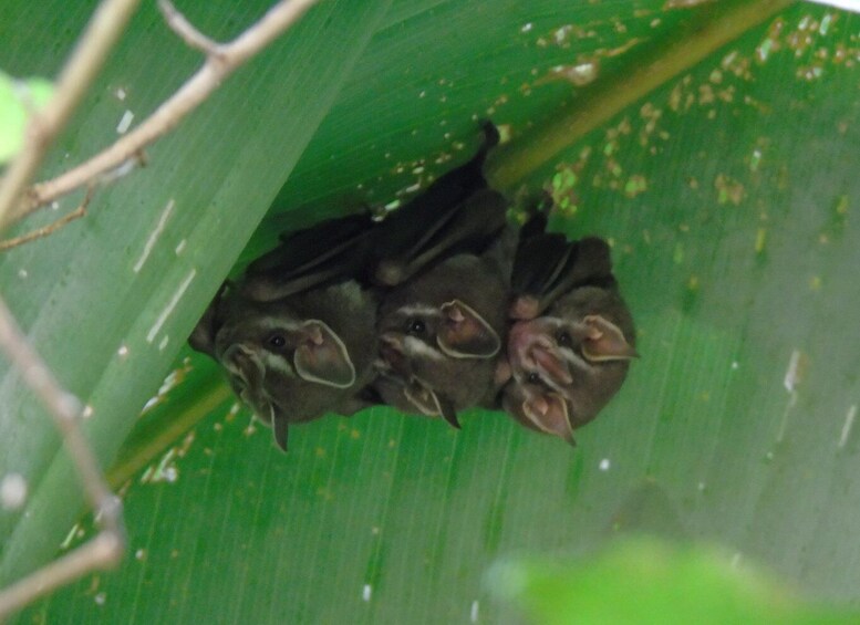 Picture 1 for Activity San José: La Paz Waterfall Gardens Half-Day Tour