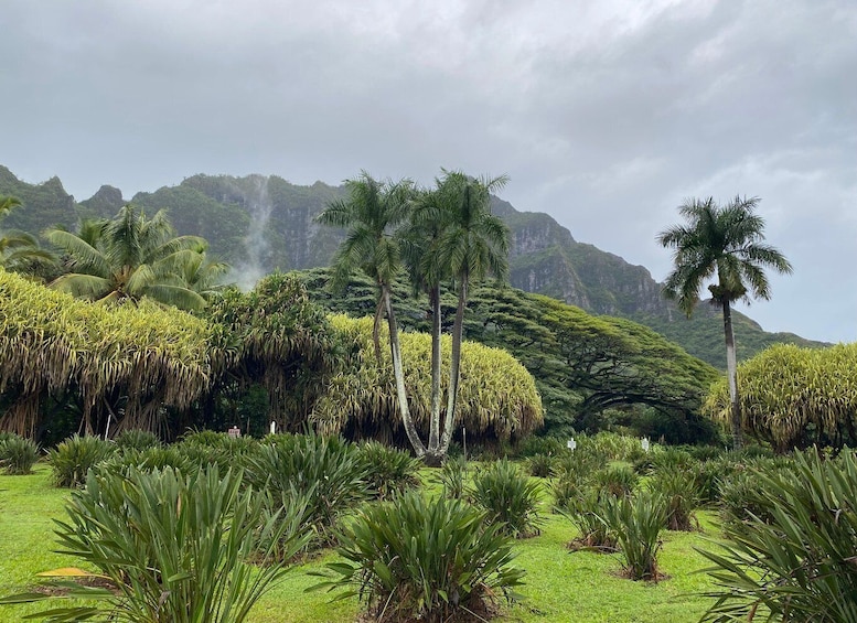 Picture 17 for Activity Oahu: North Shore Experience and Dole Plantation