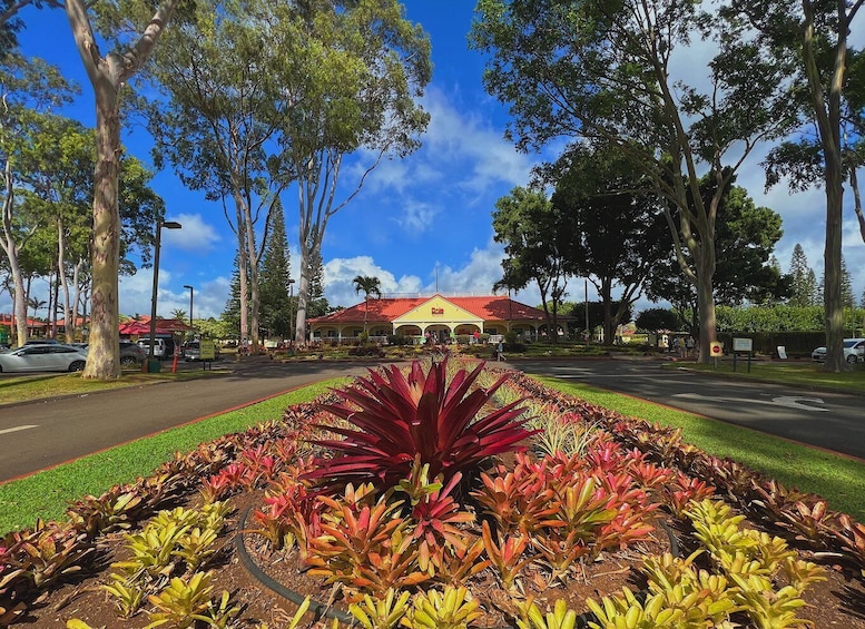Picture 3 for Activity Oahu: North Shore Experience and Dole Plantation