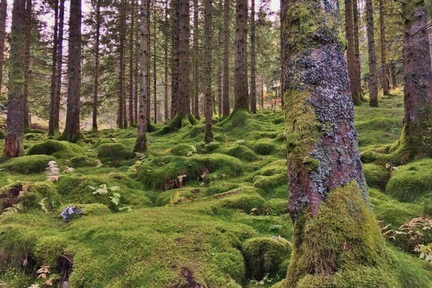 Magical forest in the mountains. Before the hike back to Bergen