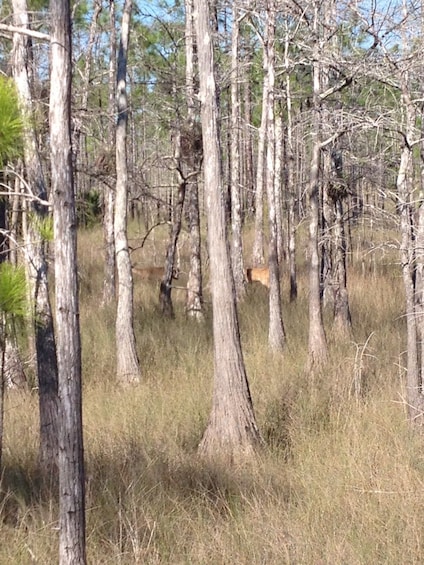 Picture 13 for Activity Everglades: 2 Hour Private Guided Walk