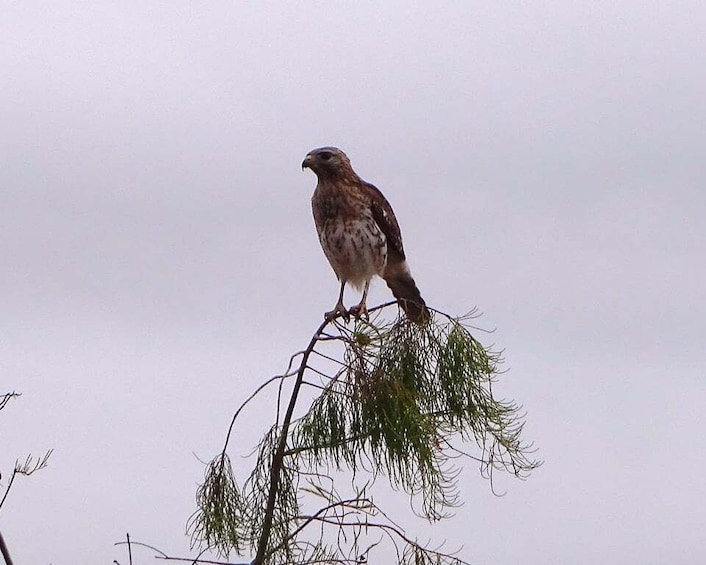 Picture 5 for Activity Everglades: 2 Hour Private Guided Walk