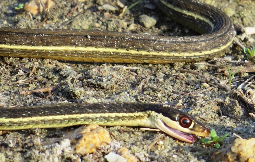 Picture 16 for Activity Everglades: 2 Hour Private Guided Walk