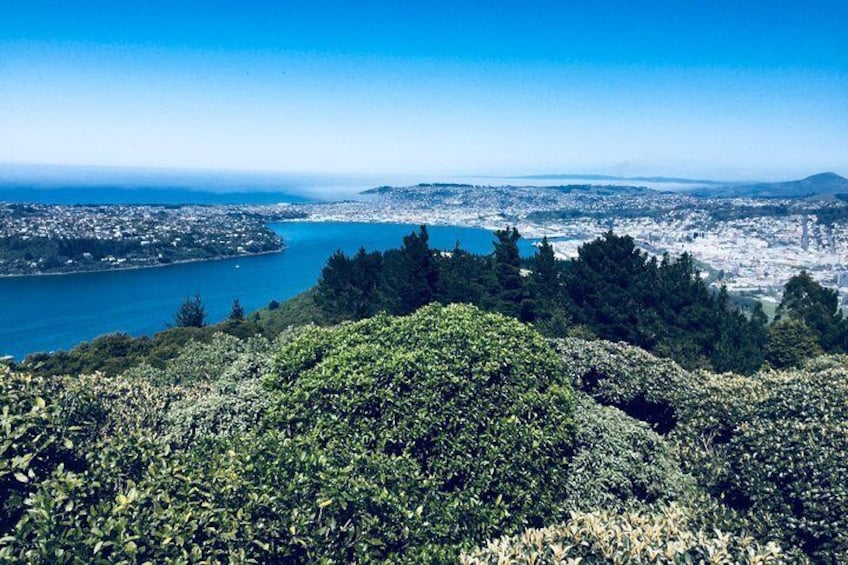 Panorama of Dunedin 