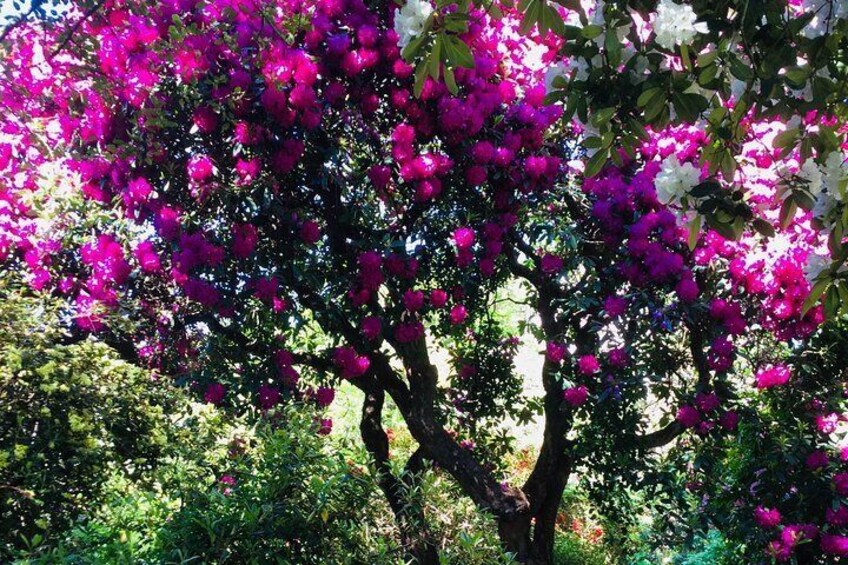 Rhododendron Dell at Dunedin Botanic Garden 