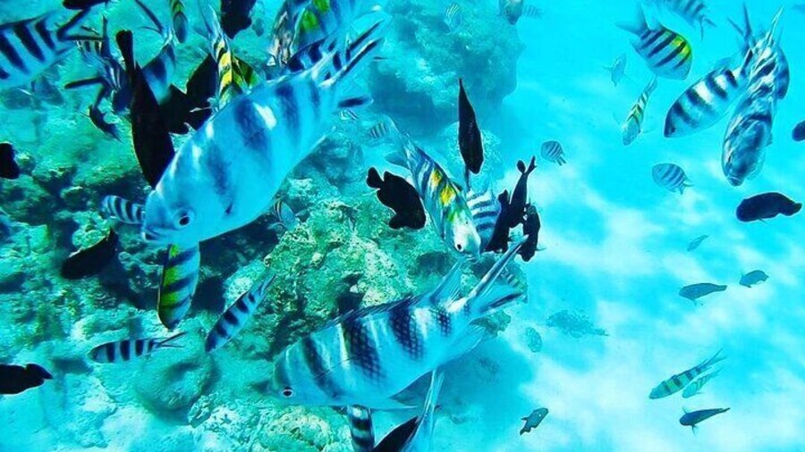Full Day Private Safari Blue Tour from Malindi