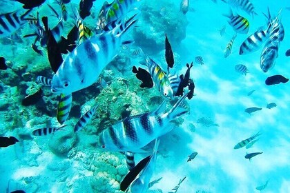 Full Day Private Safari Blue Tour from Malindi