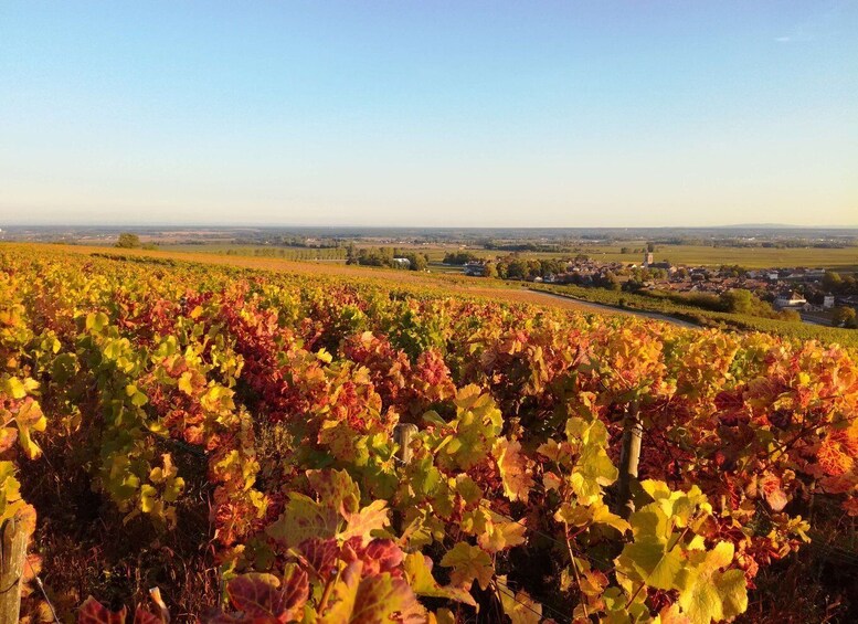 Picture 6 for Activity Côte de Beaune Private Local Wineries and Wine Tasting Tour