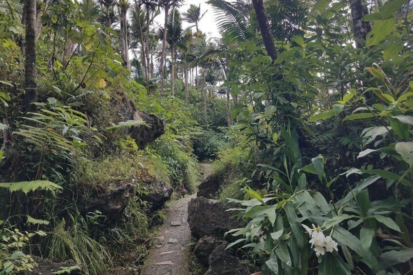 El Yunque Rainforest Full Day Private Tour