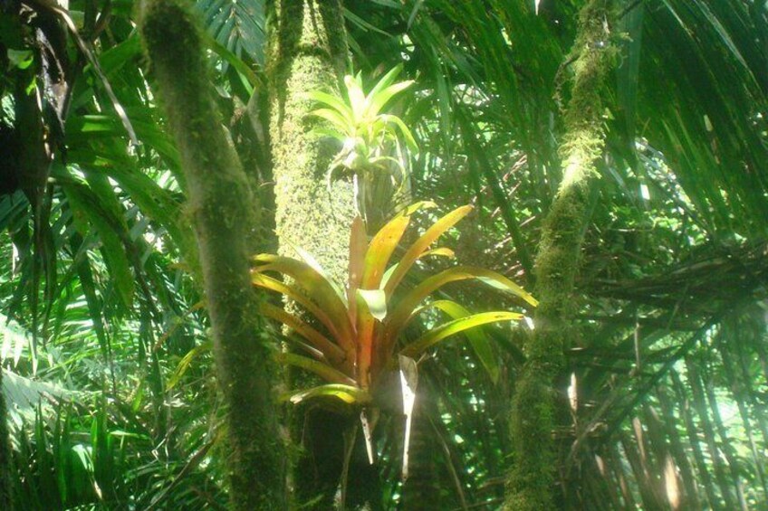 El Yunque Rainforest Full Day Private Tour