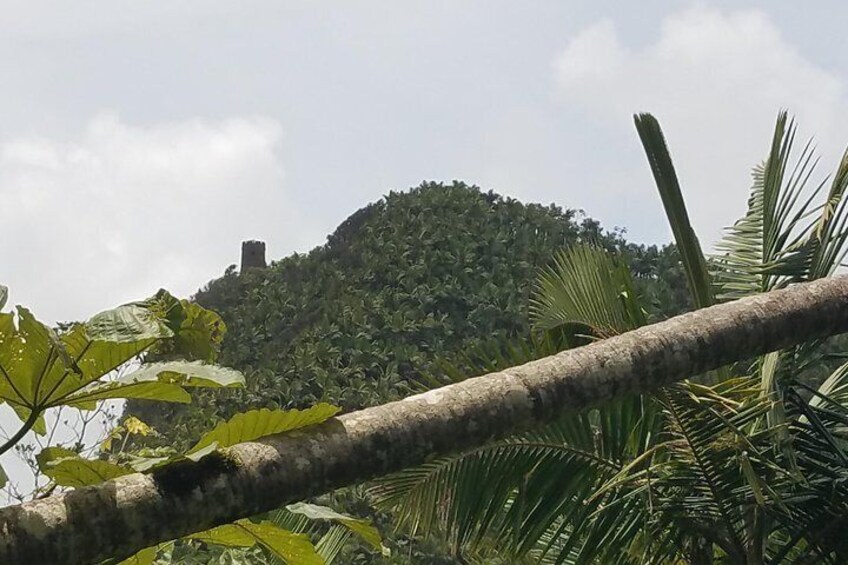 El Yunque Rainforest Full Day Private Tour