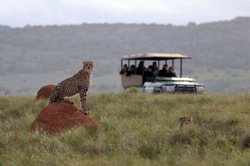 6 Days Big 7 Safari Experience at Amakhala & Addo