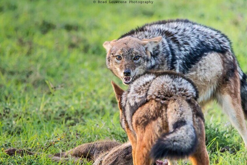 6 Days Big 7 Safari Experience at Amakhala & Addo