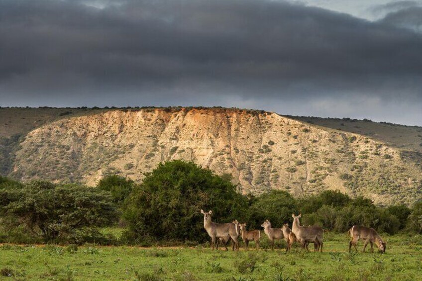 6 Days Big 7 Safari Experience at Amakhala & Addo