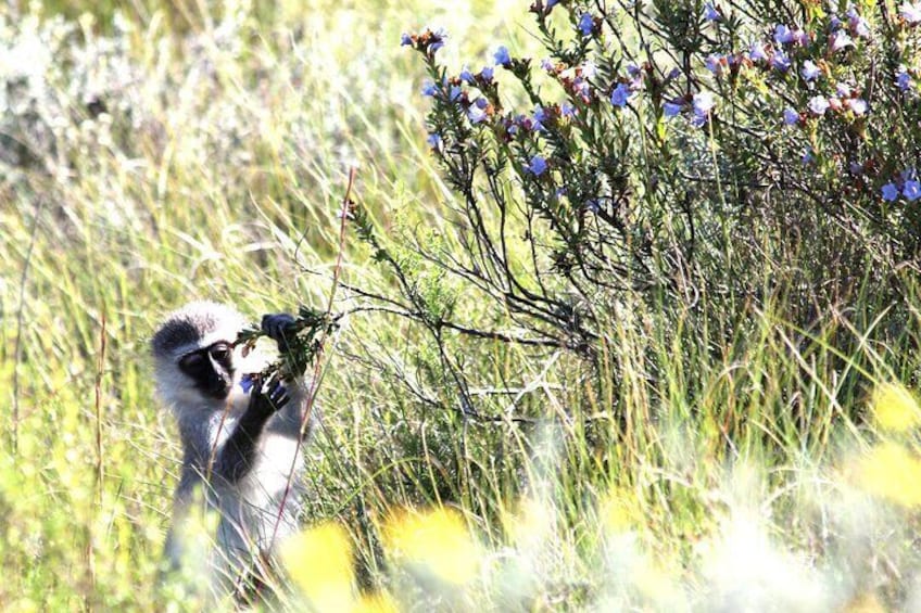 6 Days Big 7 Safari Experience at Amakhala & Addo