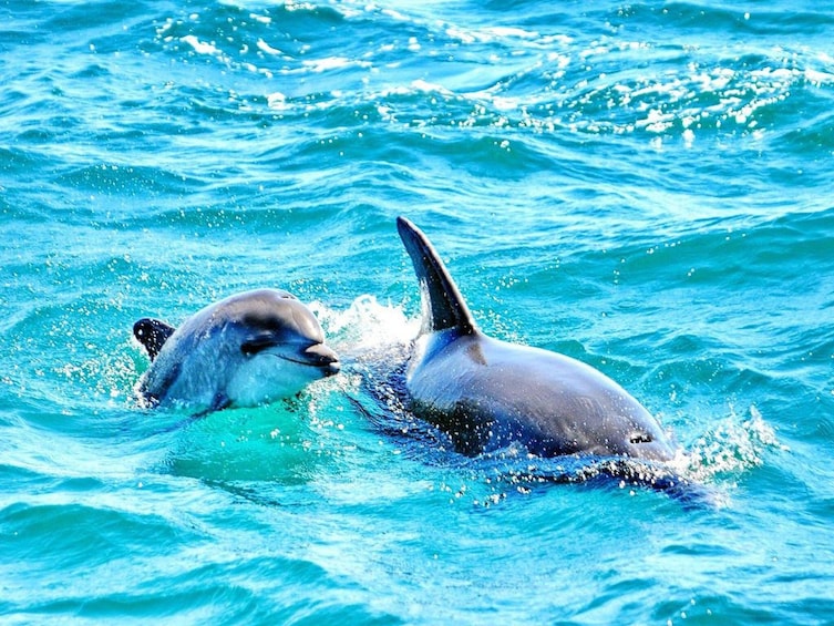 Dreamer Cave and Dolphins Boat Tour from Albufeira