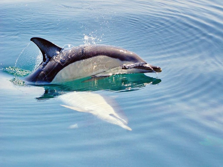 Dreamer Cave and Dolphins Boat Tour from Albufeira