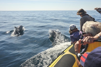 Grotte d'Insonia et dauphins en bateau rapide avec transport