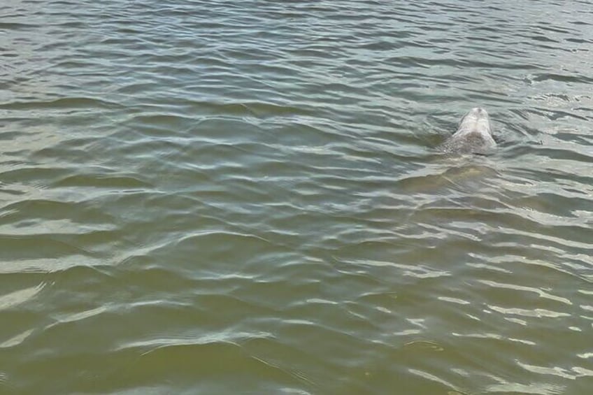 Dolphin and Manatee Adventure Tour of Cocoa Beach