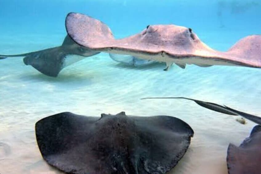 STRING RAYS