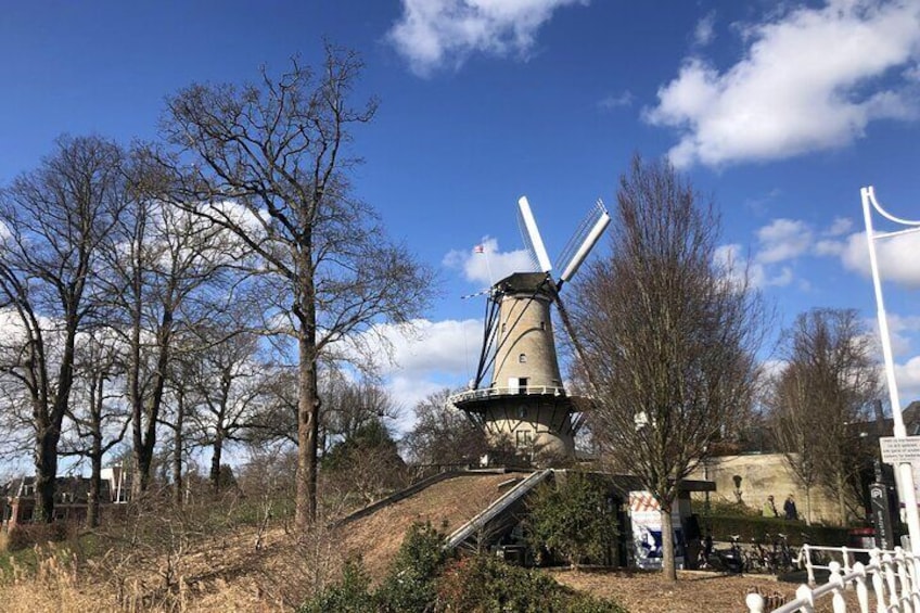 Noord Hollands Private Tulip Tour