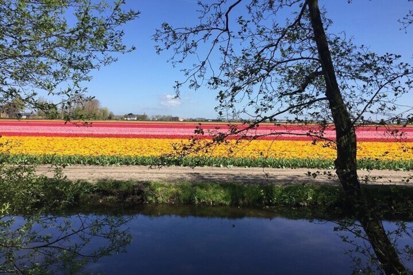 Noord Hollands Private Tulip Tour