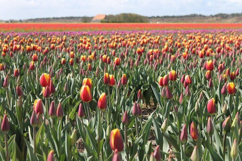 Noord Hollands Private Tulip Tour