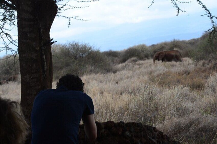 Elephant passing by the Camp at Amboseli