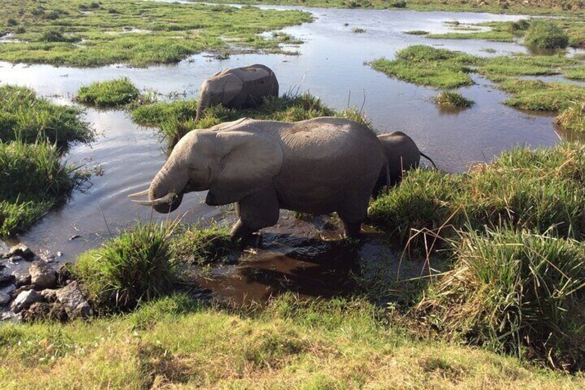 elephants at a swamp at Amboseli National Park