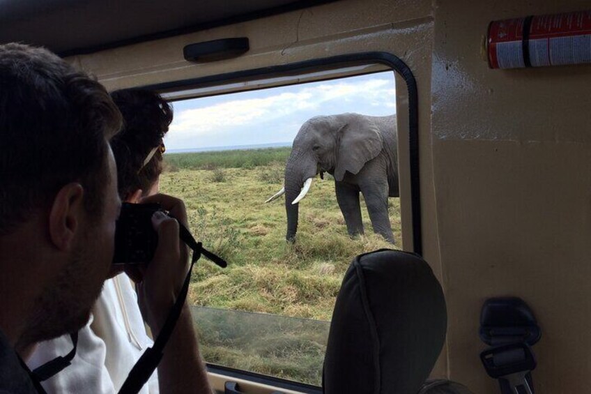Clients taking picture of an elephant outside the jeep