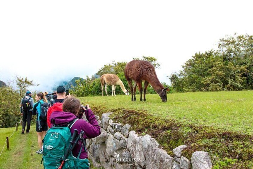 Full Day Private Tour to Machu Picchu from Cusco (Choose train options)
