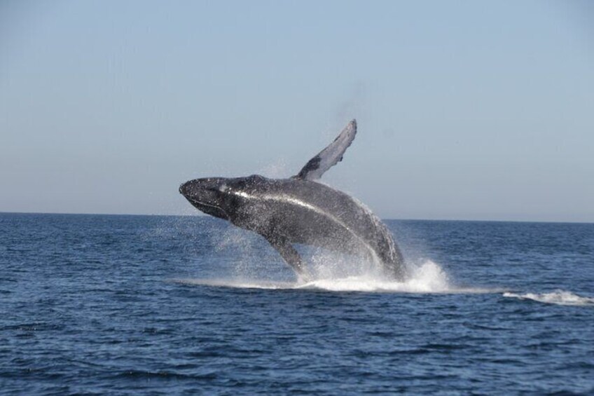 Chiquilla Locca 30' Super Panga Private Boat Tour