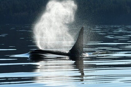 Half-Day Seattle Whale Watching Tour