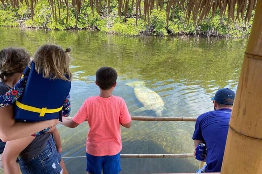 Manatee on a day cruise Key Largo