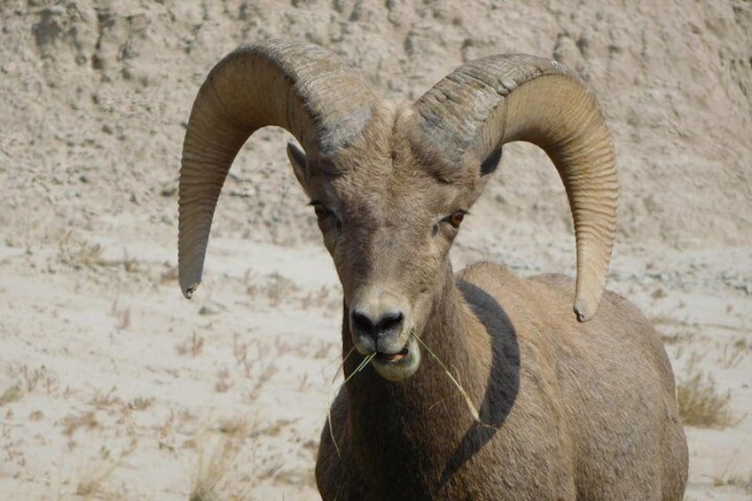Young male Bighorn Sheep, Badlands National Park
 
