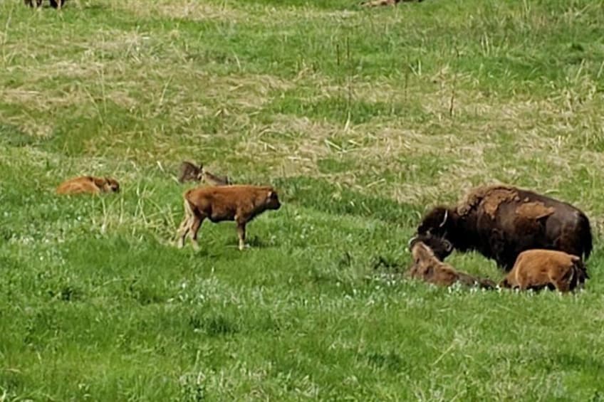 Bison (Buffalo) and calves