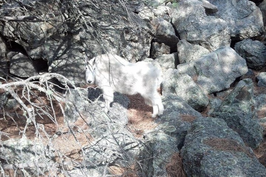 Mountain Goat near Mount Rushmore
