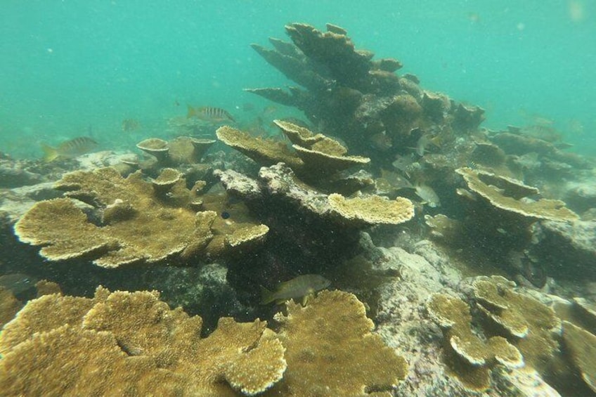 reef ixlache