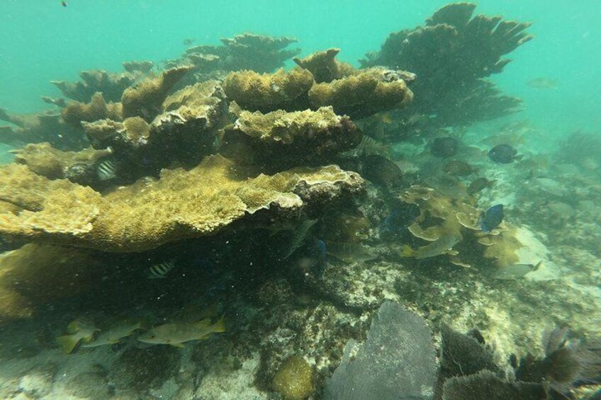 reef ixlache