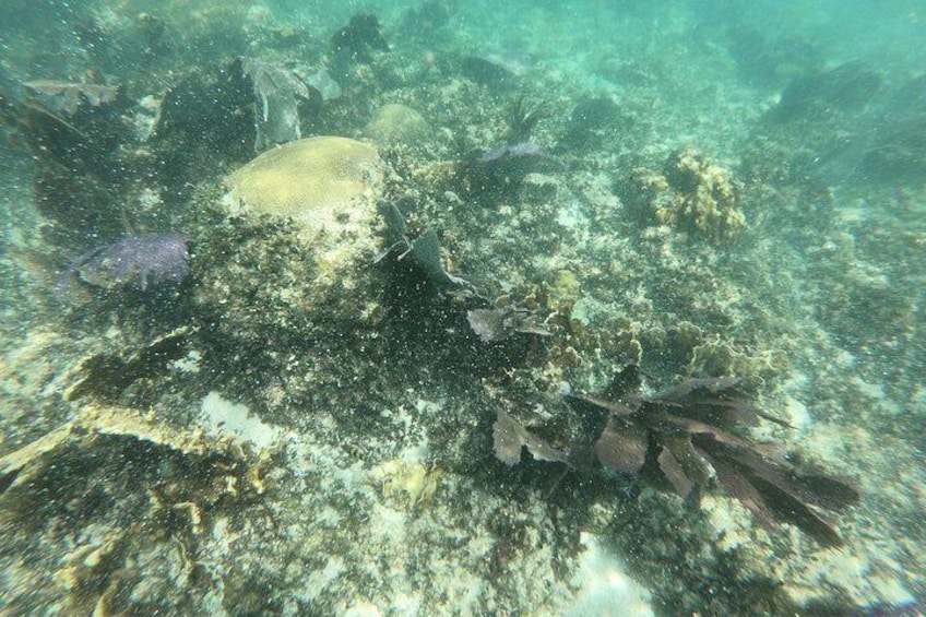 reef ixlache