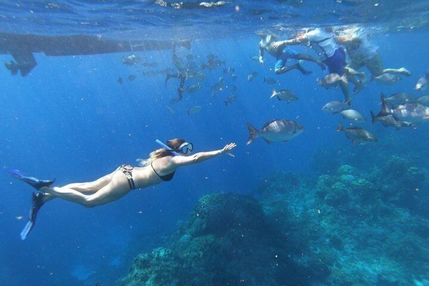 reef ixlache