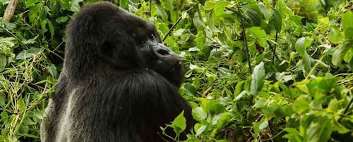 From Kampala: 3-Day Mgahinga Gorilla and Monkey Safari Trek