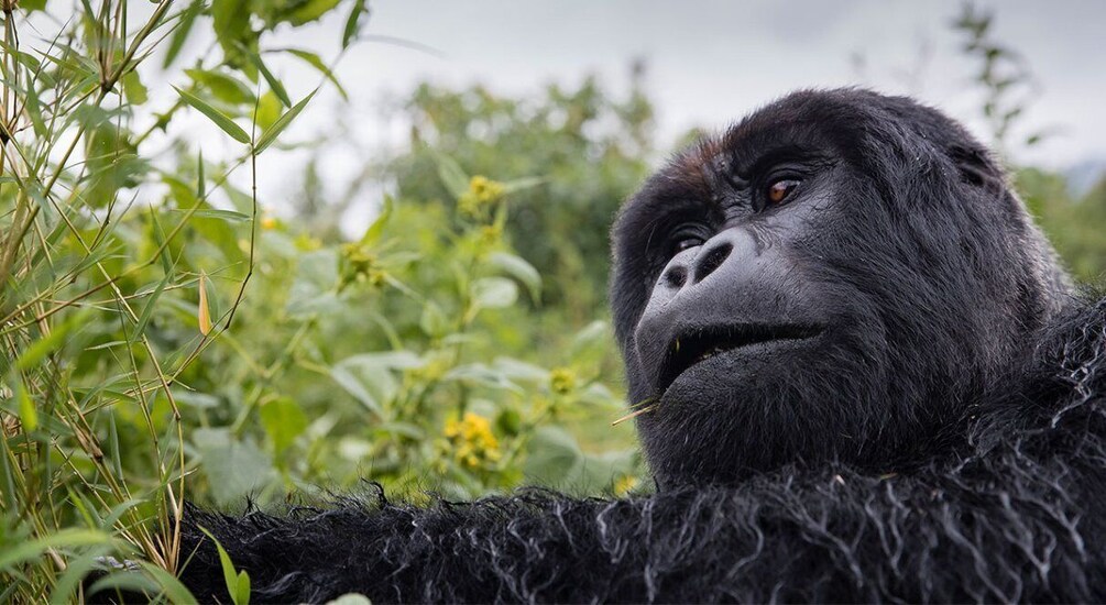 Picture 1 for Activity From Kampala: 3-Day Mgahinga Gorilla and Monkey Safari Trek