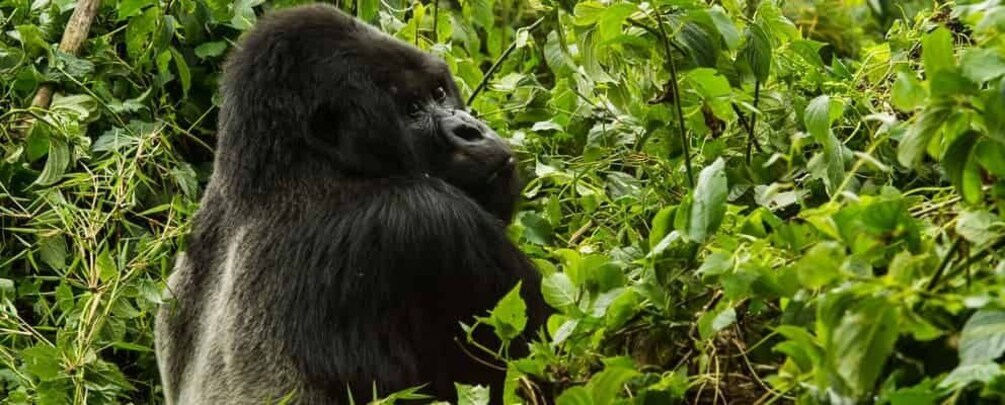 Picture 2 for Activity From Kampala: 3-Day Mgahinga Gorilla and Monkey Safari Trek