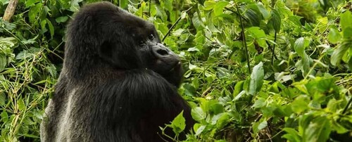 From Kampala: 3-Day Mgahinga Gorilla and Monkey Safari Trek