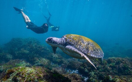 Gold Coast: Snorkelling with Turtles Half-Day Tour