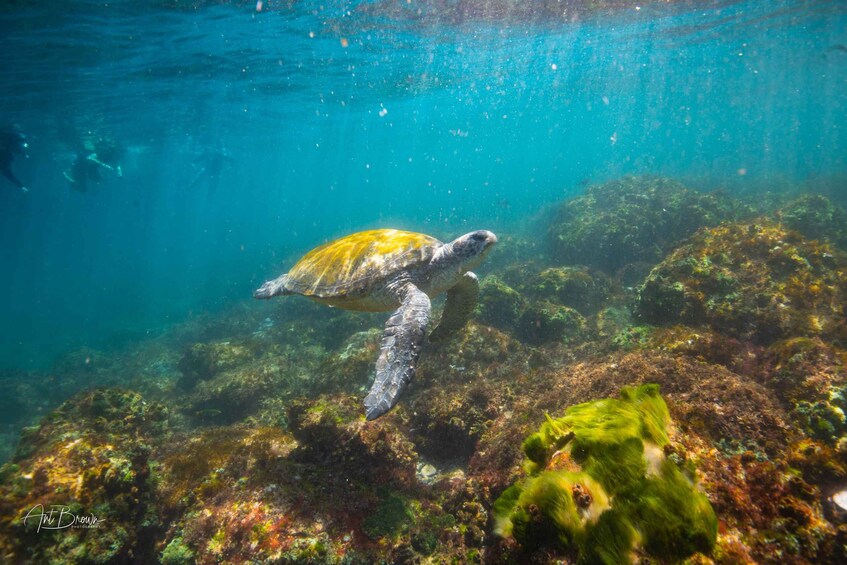 Picture 1 for Activity Gold Coast: Snorkeling with Turtles Half-Day Tour