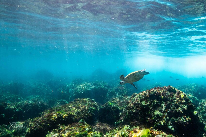 Picture 3 for Activity Gold Coast: Snorkeling with Turtles Half-Day Tour